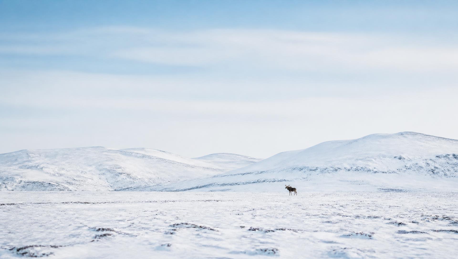 A moose standing far away in a vast, quiet landscape